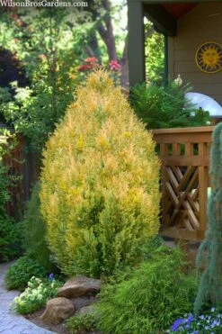 Featured Products 3 Golden Surprise Lawson Cypress - 2 Gallon Pot