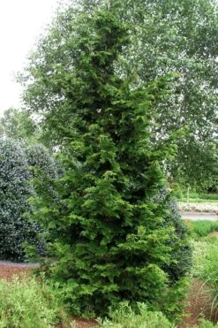 Slender Hinoki Cypress - 3 Gallon Pot (1.5-2') -Garden Plants Shop chamaecyparis obtusa gracilis slender hinoki cypress 101 1