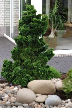 Dwarf Hinoki Cypress (Chamaecyparis Obtusa 'Nana Gracilis') - 3 Gallon Pot 11 Dwarf Hinoki Cypress (Chamaecyparis Obtusa 'Nana Gracilis') - 3 Gallon Pot -Garden Plants Shop chamaecyparis obtusa nana gracilis dwarf hinoki cypress 4