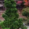 Dwarf Hinoki Cypress (Chamaecyparis Obtusa 'Nana Gracilis') - 3 Gallon Pot -Garden Plants Shop chamaecyparis obtusa nana gracilis dwarf hinoki cypress 8