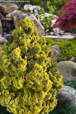Golden Dwarf Hinoki Cypress - Chamaecyparis Obtusa 'Nana Lutea' - 1 Gallon Pot -Garden Plants Shop chamaecyparis obtusa nana lutea 100