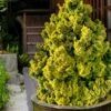Golden Dwarf Hinoki Cypress - Chamaecyparis Obtusa 'Nana Lutea' - 1 Gallon Pot -Garden Plants Shop chamaecyparis obtusa nana lutea 102