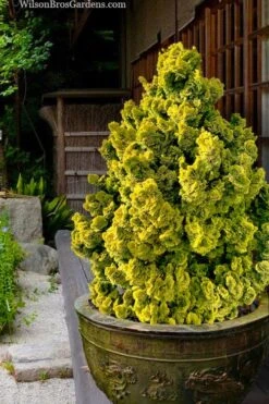 Golden Dwarf Hinoki Cypress - Chamaecyparis Obtusa 'Nana Lutea' - 1 Gallon Pot