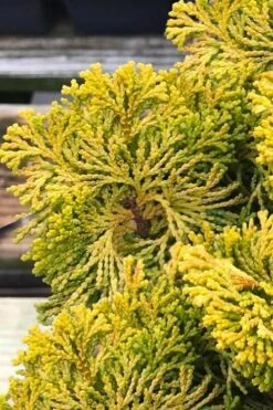 Golden Dwarf Hinoki Cypress - Chamaecyparis Obtusa 'Nana Lutea' - 1 Gallon Pot -Garden Plants Shop chamaecyparis obtusa nana lutea 103