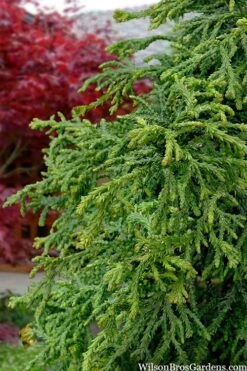 Dwarf Twisted Hinoki Cypress (Chameacyparis Obtusa 'Torulosa Nana') - 3 Gallon Pot -Garden Plants Shop chamaecyparis obtusa torulosa nana 5