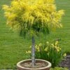 Dwarf Golden Threadleaf Cypress (Single Trunk Topiary Tree) - 6 Gallon Pot -Garden Plants Shop chamaecyparis pisifera filifera aurea nana dwarf golden sawara cypress tree 1