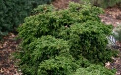 Dwarf Twisted Hinoki Cypress (Chameacyparis Obtusa 'Torulosa Nana') - 3 Gallon Pot -Garden Plants Shop chamaecyparis torulosa nana dwarf twisted hinoki cypress 6