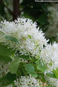 Tokyo Tower Chinese Fringe Tree (Chionanthus Retusus) - 3 Gallon Pot -Garden Plants Shop chionanthus retusus tokyo tower chinese fringe tree 3
