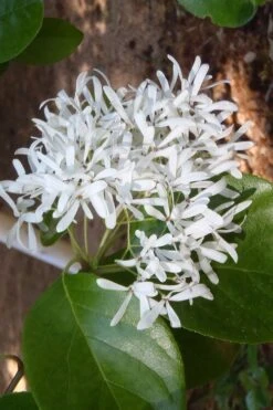 Tokyo Tower Chinese Fringe Tree (Chionanthus Retusus) - 3 Gallon Pot -Garden Plants Shop chionanthus retusus tokyo tower chinese fringe tree 4
