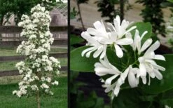 Tokyo Tower Chinese Fringe Tree (Chionanthus Retusus) - 3 Gallon Pot -Garden Plants Shop chionanthus retusus tokyo tower chinese fringe tree 6