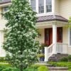 Tokyo Tower Chinese Fringe Tree (Chionanthus Retusus) - 3 Gallon Pot