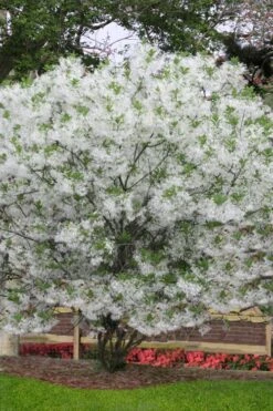 Grancy Graybeard - White Fringe Tree - 3 Gallon Pot -Garden Plants Shop chionanthus virginicus grancy greybeard multi stem tree 6