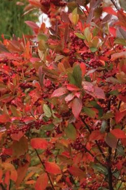 Brilliantissima Aronia (Red Chokeberry) - 3 Gallon Pot -Garden Plants Shop chokeberry brilliantissima aronia 500x750 1