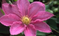 Abilene Clematis - 1 Gallon Pot -Garden Plants Shop clematis abilene 12