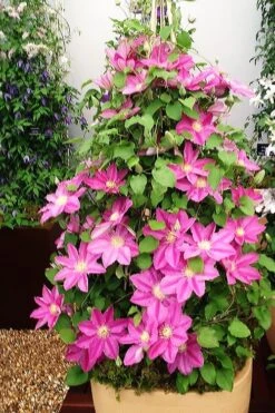 Abilene Clematis - 1 Gallon Pot -Garden Plants Shop clematis abilene 13