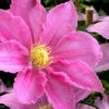 Abilene Clematis - 1 Gallon Pot 1 Abilene Clematis - 1 Gallon Pot -Garden Plants Shop clematis abilene 15
