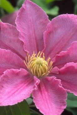 Abilene Clematis - 1 Gallon Pot -Garden Plants Shop clematis abilene 500x750 1