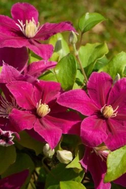 Acropolis Clematis - 1 Gallon Pot -Garden Plants Shop clematis acropolis 5