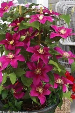 Acropolis Clematis - 1 Gallon Pot -Garden Plants Shop clematis acropolis 7