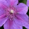 Adam's Courage Clematis - 1 Gallon Pot -Garden Plants Shop clematis adams courage 1