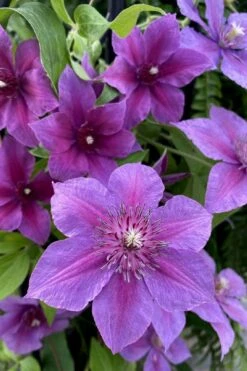 Adam's Courage Clematis - 1 Gallon Pot -Garden Plants Shop clematis adams courage 2