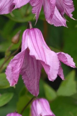 Alionushka Clematis - 1 Gallon Pot -Garden Plants Shop clematis alionushka 5