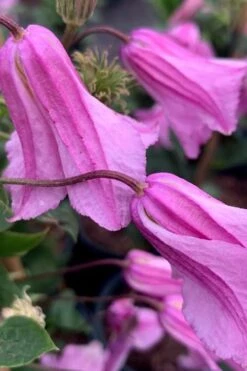 Alionushka Clematis - 1 Gallon Pot -Garden Plants Shop clematis alionushka 500x750 1
