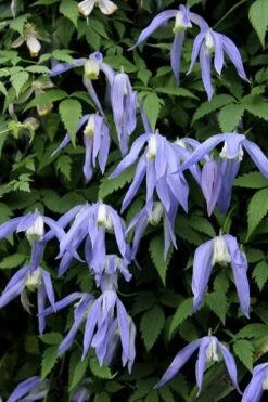Blue Dancer Clematis - 1 Gallon Pot -Garden Plants Shop clematis alpina blue dancer 3