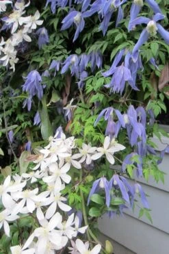 Blue Dancer Clematis - 1 Gallon Pot -Garden Plants Shop clematis alpina blue dancer 5