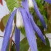 Blue Dancer Clematis - 1 Gallon Pot 1 Blue Dancer Clematis - 1 Gallon Pot -Garden Plants Shop clematis alpina blue dancer 6