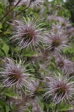 Blue Dancer Clematis - 1 Gallon Pot -Garden Plants Shop clematis alpina blue dancer 8