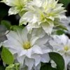 Arctic Queen Clematis - 1 Gallon Pot 2 Arctic Queen Clematis - 1 Gallon Pot -Garden Plants Shop clematis arctic queen 10