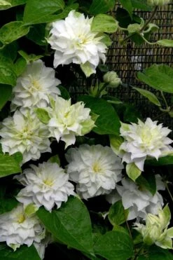 Arctic Queen Clematis - 1 Gallon Pot -Garden Plants Shop clematis arctic queen 12