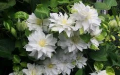Arctic Queen Clematis - 1 Gallon Pot -Garden Plants Shop clematis arctic queen 5
