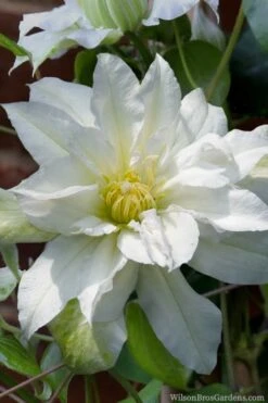 Arctic Queen Clematis - 1 Gallon Pot -Garden Plants Shop clematis arctic queen 8