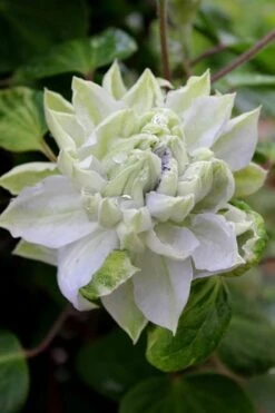 Arctic Queen Clematis - 1 Gallon Pot -Garden Plants Shop clematis arctic queen 9