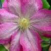 Asao Clematis - 1 Gallon Pot -Garden Plants Shop clematis asao 17