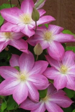 Asao Clematis - 1 Gallon Pot -Garden Plants Shop clematis asao 7