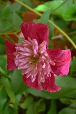 Avant-Garde Clematis - 1 Gallon Pot -Garden Plants Shop clematis avant garde 1