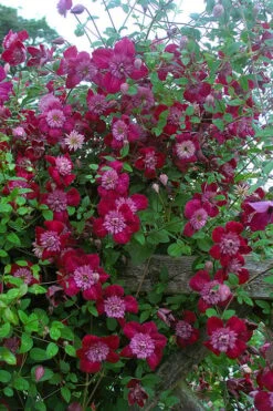 Avant-Garde Clematis - 1 Gallon Pot -Garden Plants Shop clematis avant garde 11