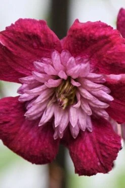 Avant-Garde Clematis - 1 Gallon Pot -Garden Plants Shop clematis avant garde 4