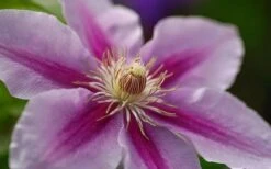Bees Jubilee Clematis - 1 Gallon Pot -Garden Plants Shop clematis bees jubilee 10