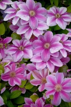 Bees Jubilee Clematis - 1 Gallon Pot -Garden Plants Shop clematis bees jubilee 13