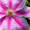 Bees Jubilee Clematis - 1 Gallon Pot -Garden Plants Shop clematis bees jubilee 2