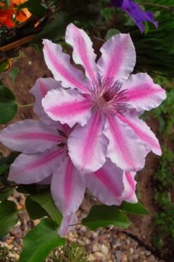 Bees Jubilee Clematis - 1 Gallon Pot -Garden Plants Shop clematis bees jubilee 5