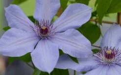 Bernadine Clematis - 1 Gallon Pot 13 Bernadine Clematis - 1 Gallon Pot -Garden Plants Shop clematis bernadine 1