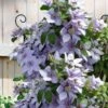 Bernadine Clematis - 1 Gallon Pot -Garden Plants Shop clematis bernadine 5