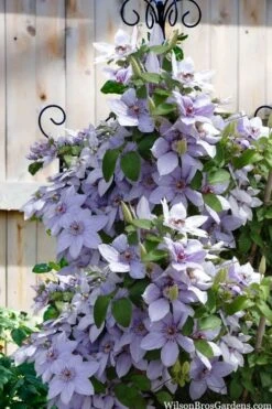 Bernadine Clematis - 1 Gallon Pot