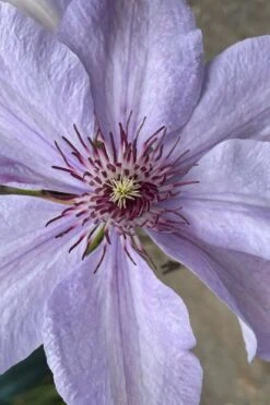 Bernadine Clematis - 1 Gallon Pot 11 Bernadine Clematis - 1 Gallon Pot -Garden Plants Shop clematis bernadine 8
