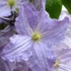 Blue Angel Clematis - 1 Gallon Pot -Garden Plants Shop clematis blue angel 1